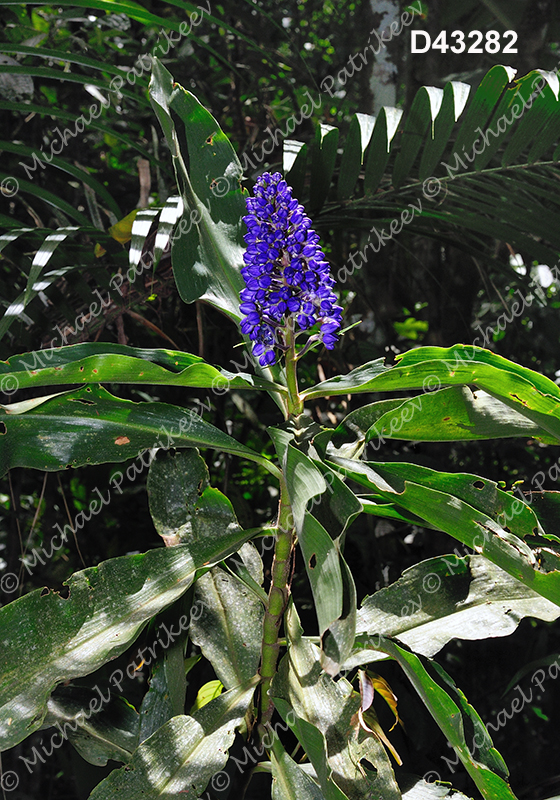 Blue Ginger (Dichorisandra thyrsiflora)